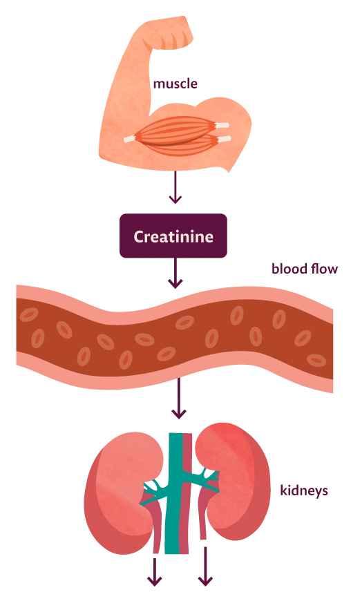 creatine process